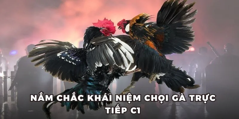 Nắm chắc khái niệm chọi gà trực tiếp C1