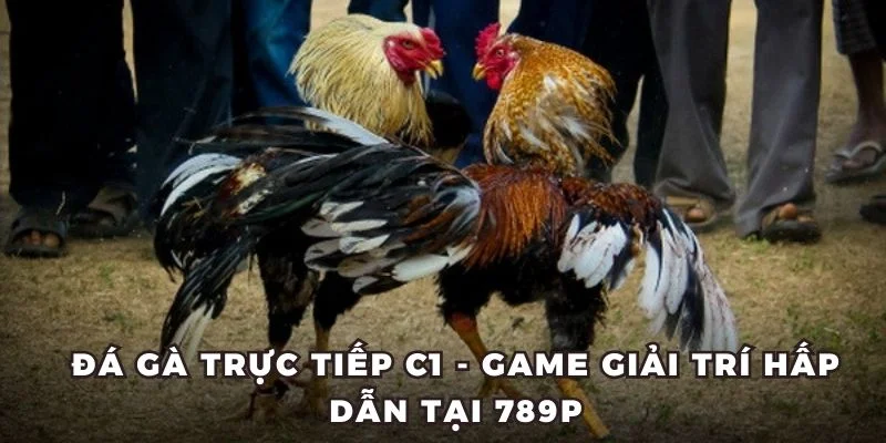 đá gà trực tiếp C1