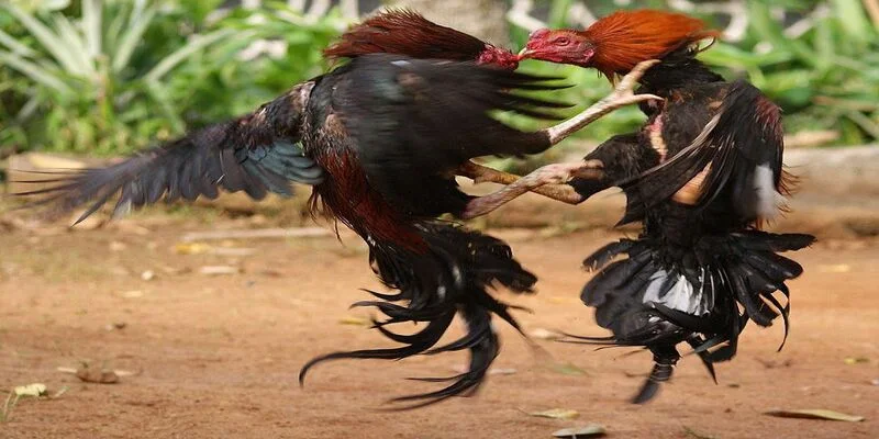 Đường truyền tốt là điều kiện bắt buộc để có trải nghiệm đá gà hoàn hảo