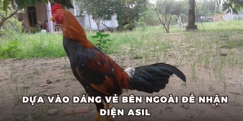 Dựa vào dáng vẻ bên ngoài để nhận diện Asil 